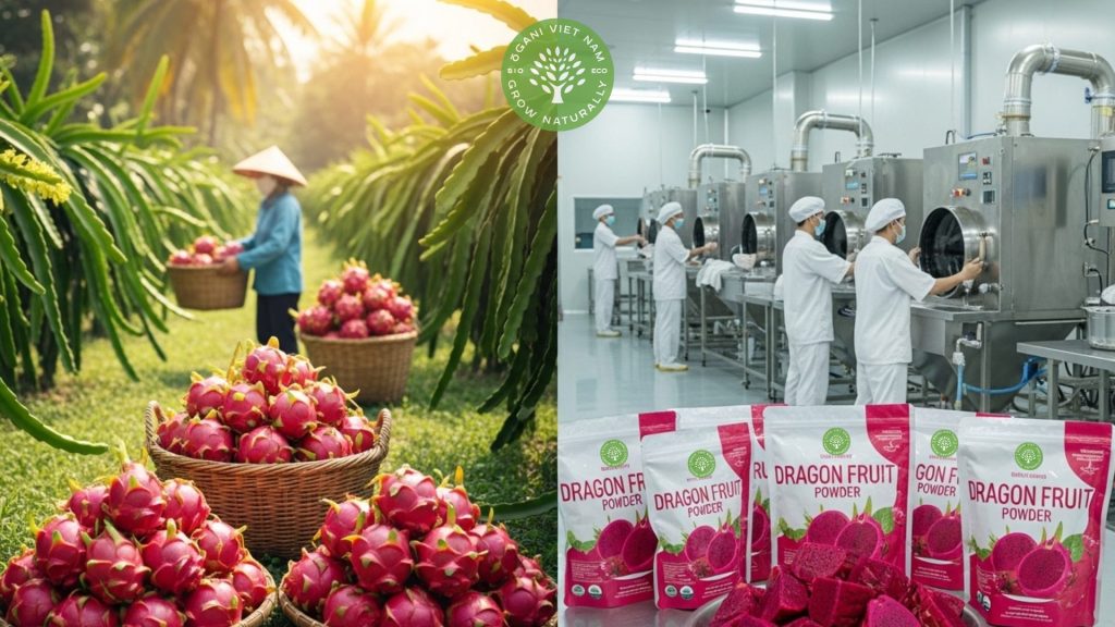 Dragon Fruit Powder: Unlocking Its Superfood Potential for Health and Wellness - update August 2025 5 dragon fruit powder