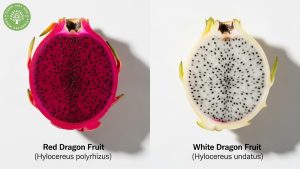 what makes red dragon fruit red