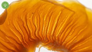 Dried Mango Description: Your Complete Guide 2 dried mango description