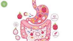 pink dragon fruit health benefits