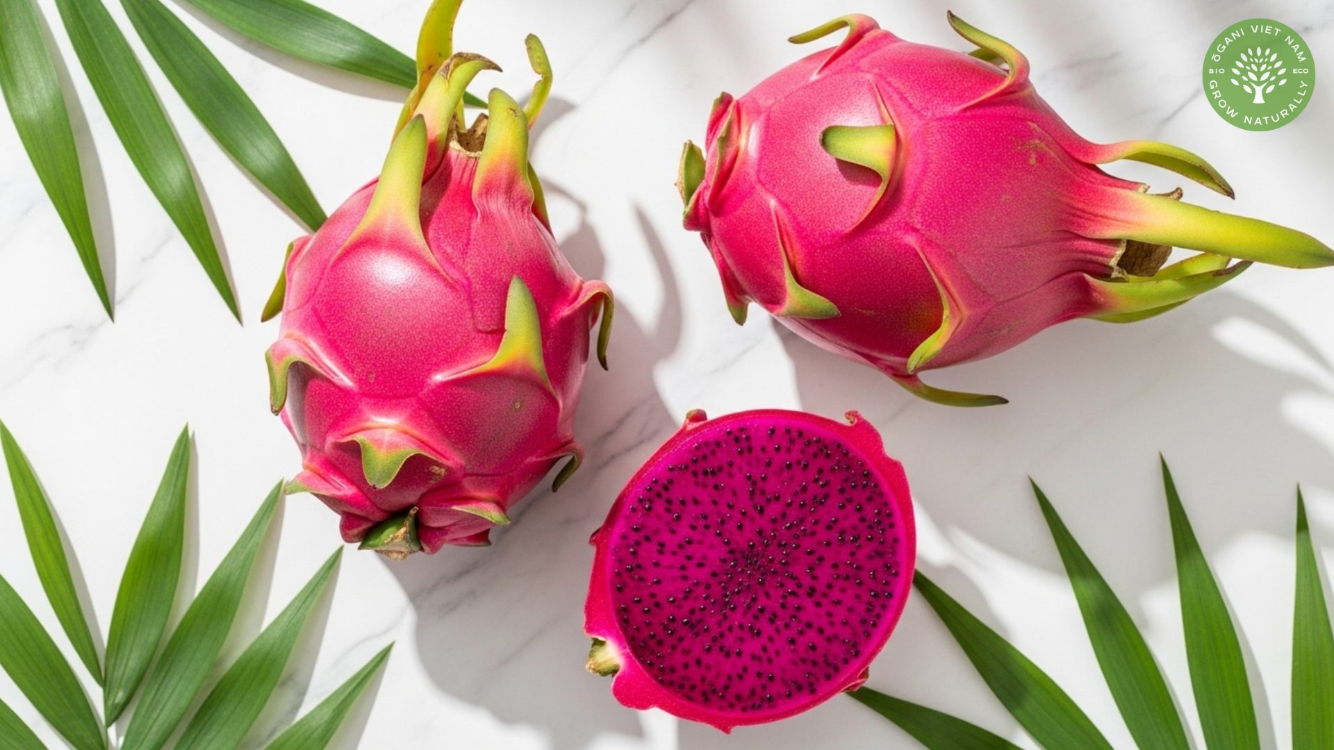 Pink Pitaya Benefits: Your Complete Wellness Guide 1 pink pitaya benefits