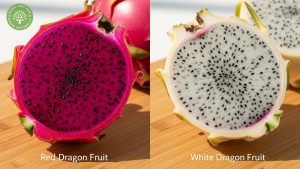 red dragon fruit