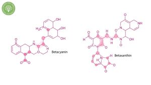 red dragon fruit pink urine