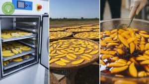 Types of Dried Mango: Your Complete Guide to Sweet Varieties 2 types of dried mango